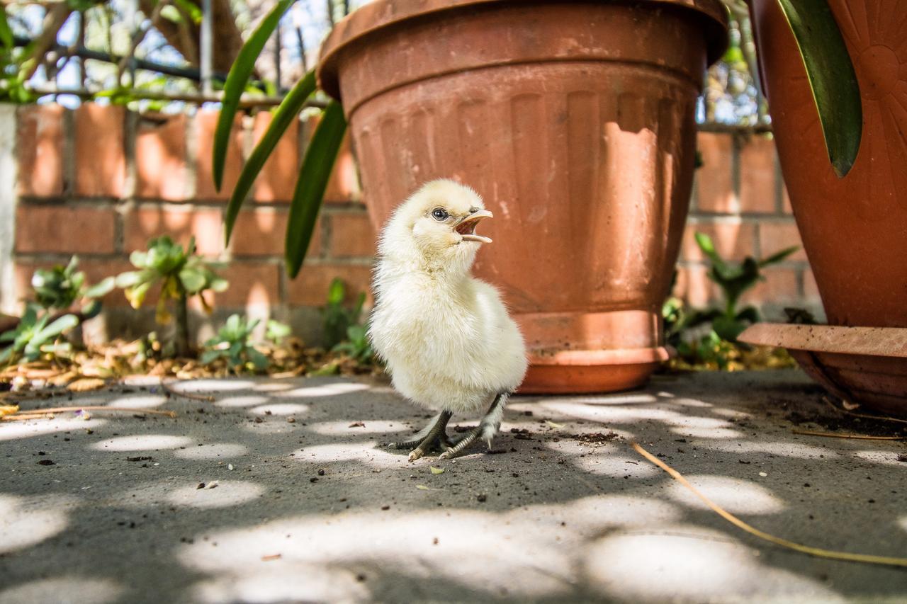 Il Gallo Con Gli Stivali 泰尔莫利 外观 照片