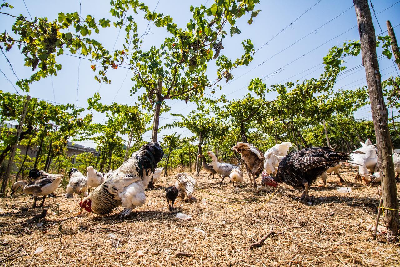 Il Gallo Con Gli Stivali 泰尔莫利 外观 照片