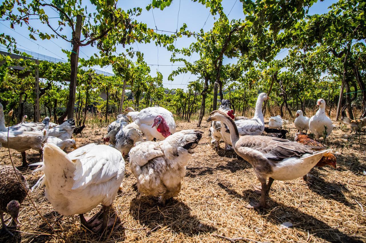 Il Gallo Con Gli Stivali 泰尔莫利 外观 照片