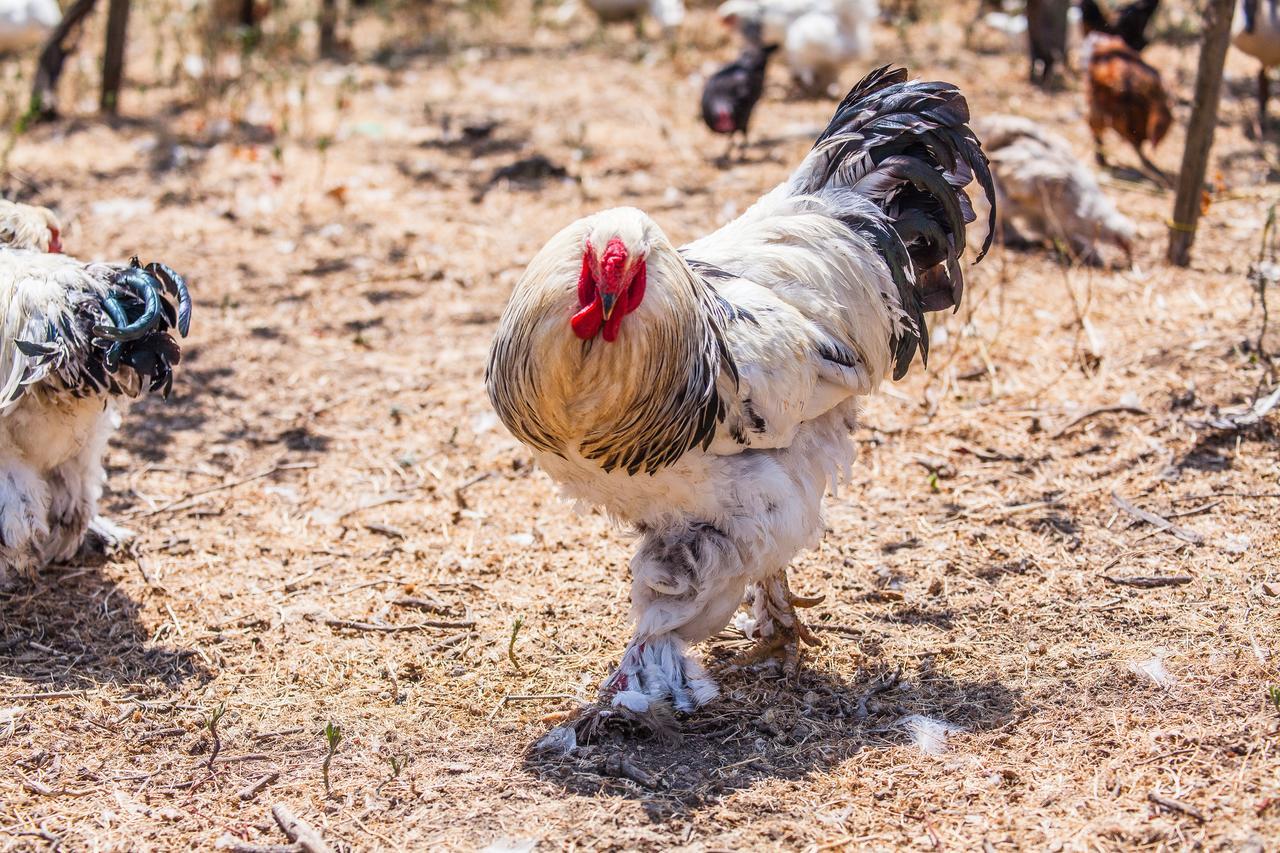 Il Gallo Con Gli Stivali 泰尔莫利 外观 照片
