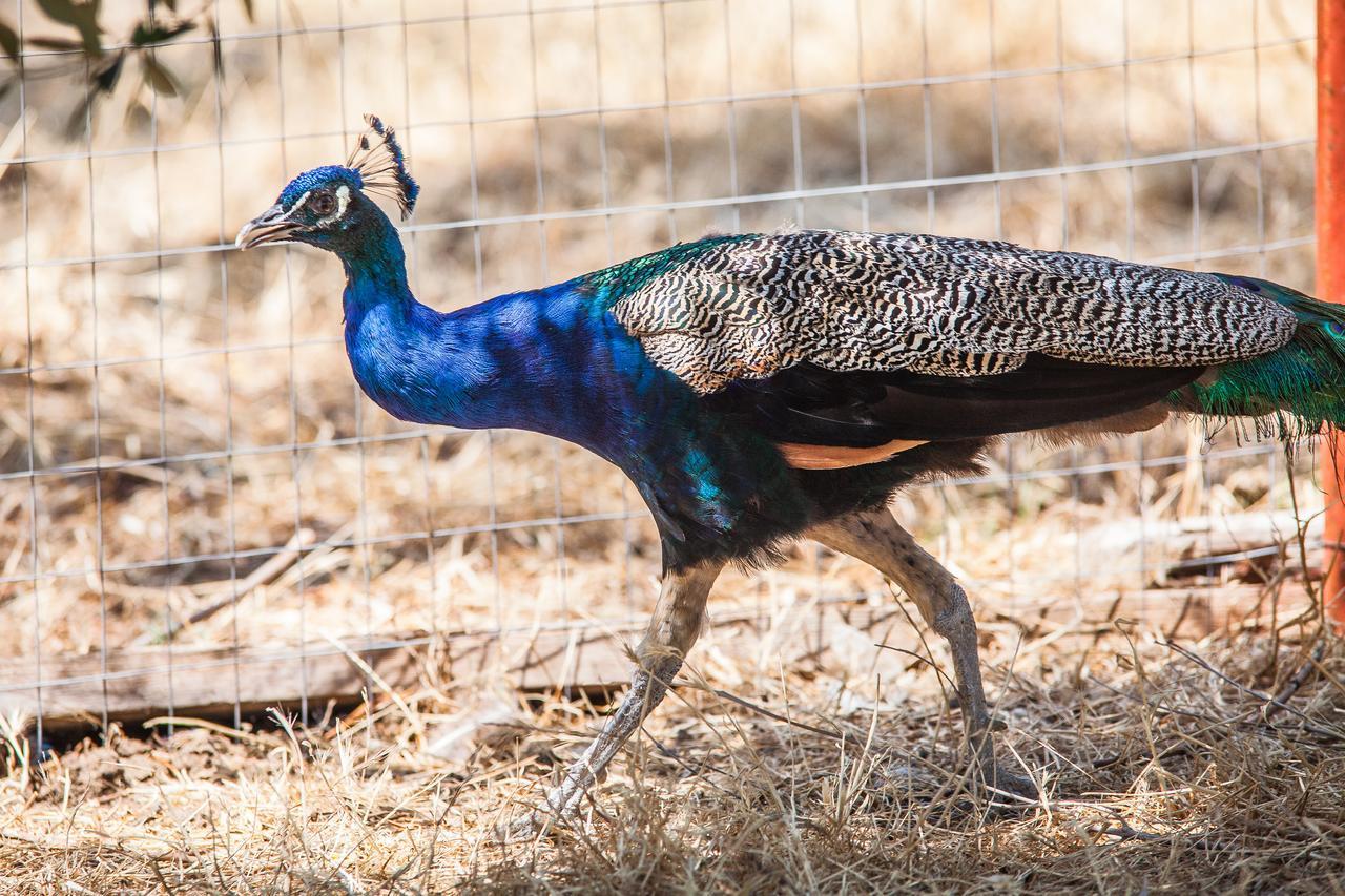 Il Gallo Con Gli Stivali 泰尔莫利 外观 照片