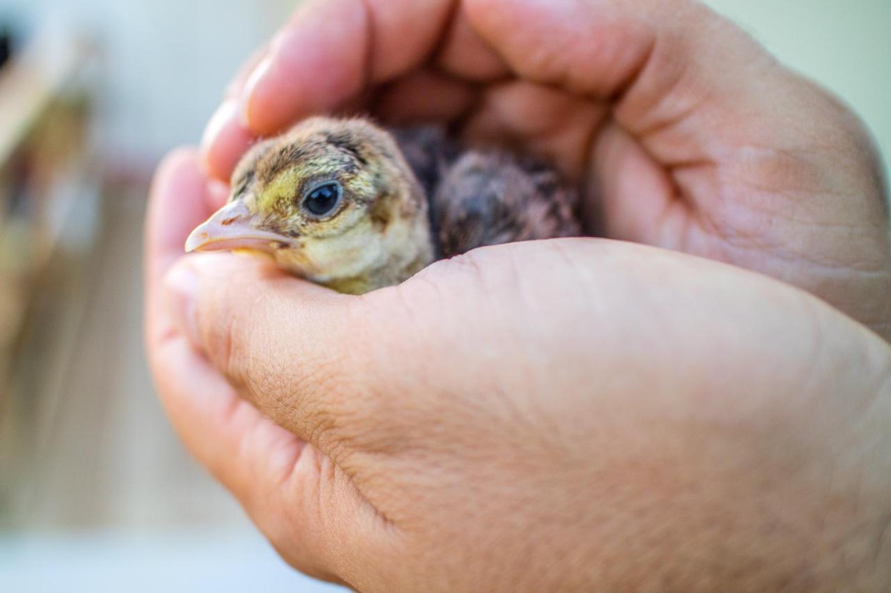 Il Gallo Con Gli Stivali 泰尔莫利 外观 照片