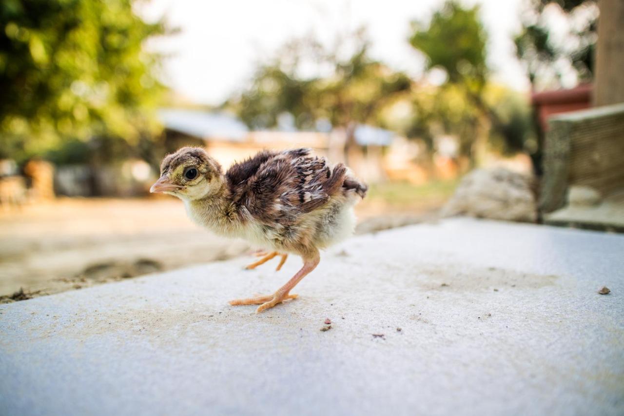 Il Gallo Con Gli Stivali 泰尔莫利 外观 照片