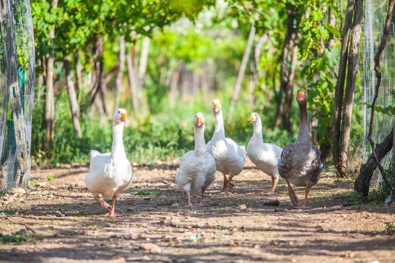 Il Gallo Con Gli Stivali 泰尔莫利 外观 照片