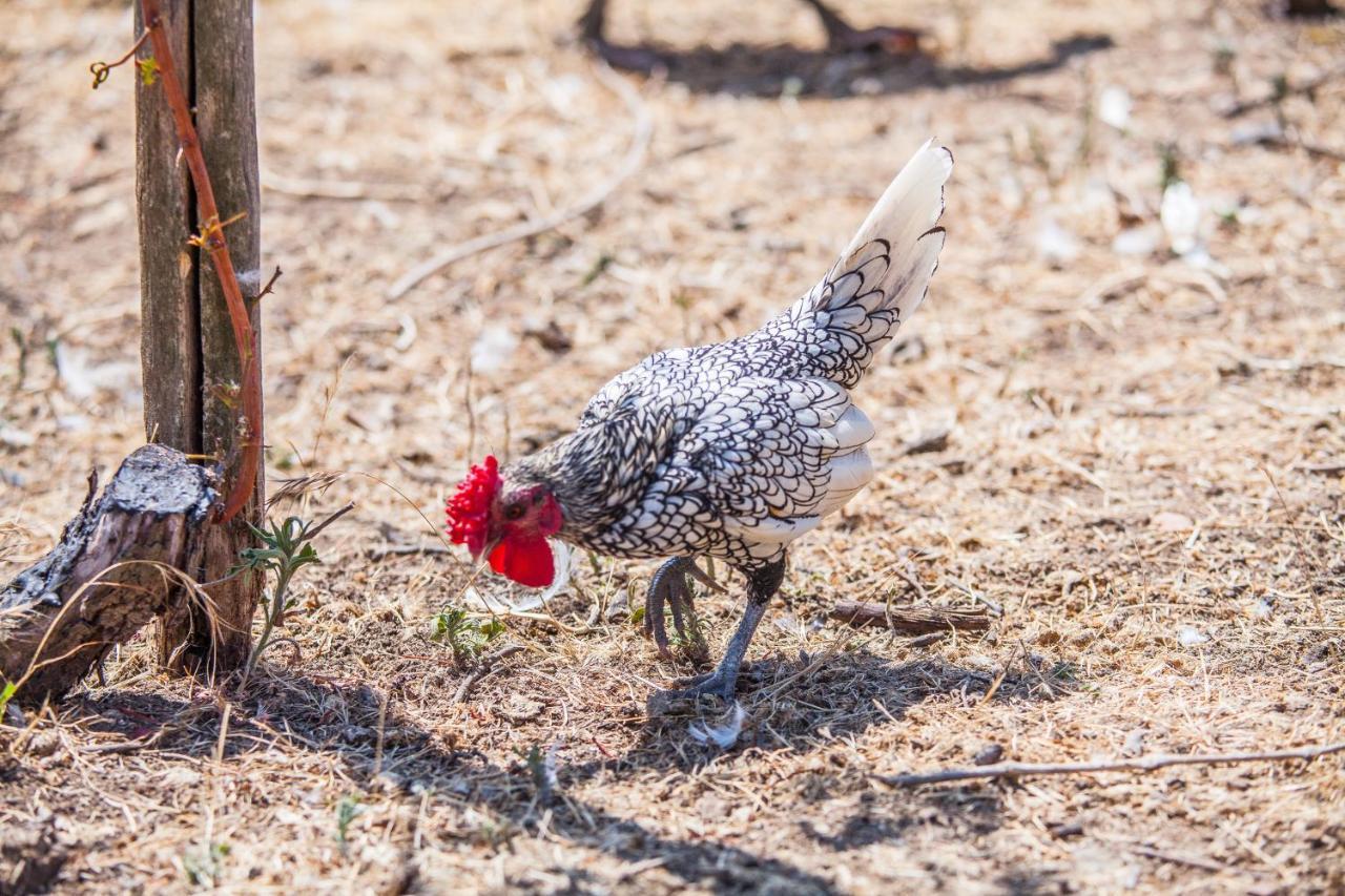 Il Gallo Con Gli Stivali 泰尔莫利 外观 照片