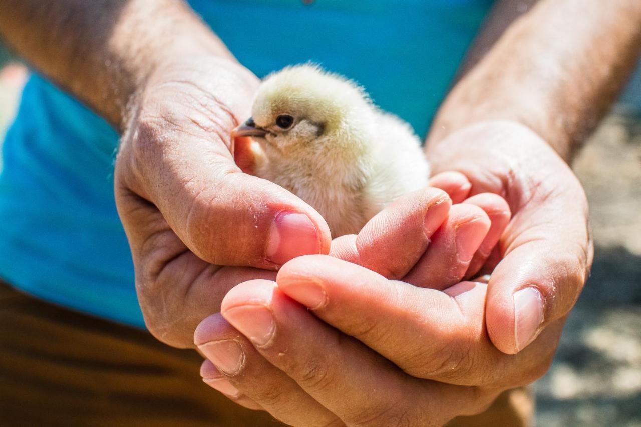 Il Gallo Con Gli Stivali 泰尔莫利 外观 照片