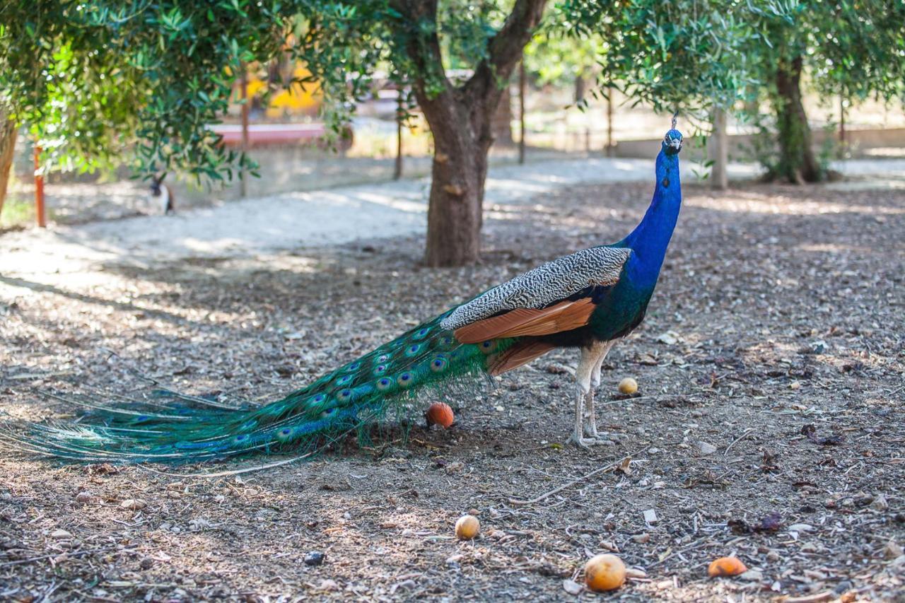 Il Gallo Con Gli Stivali 泰尔莫利 外观 照片