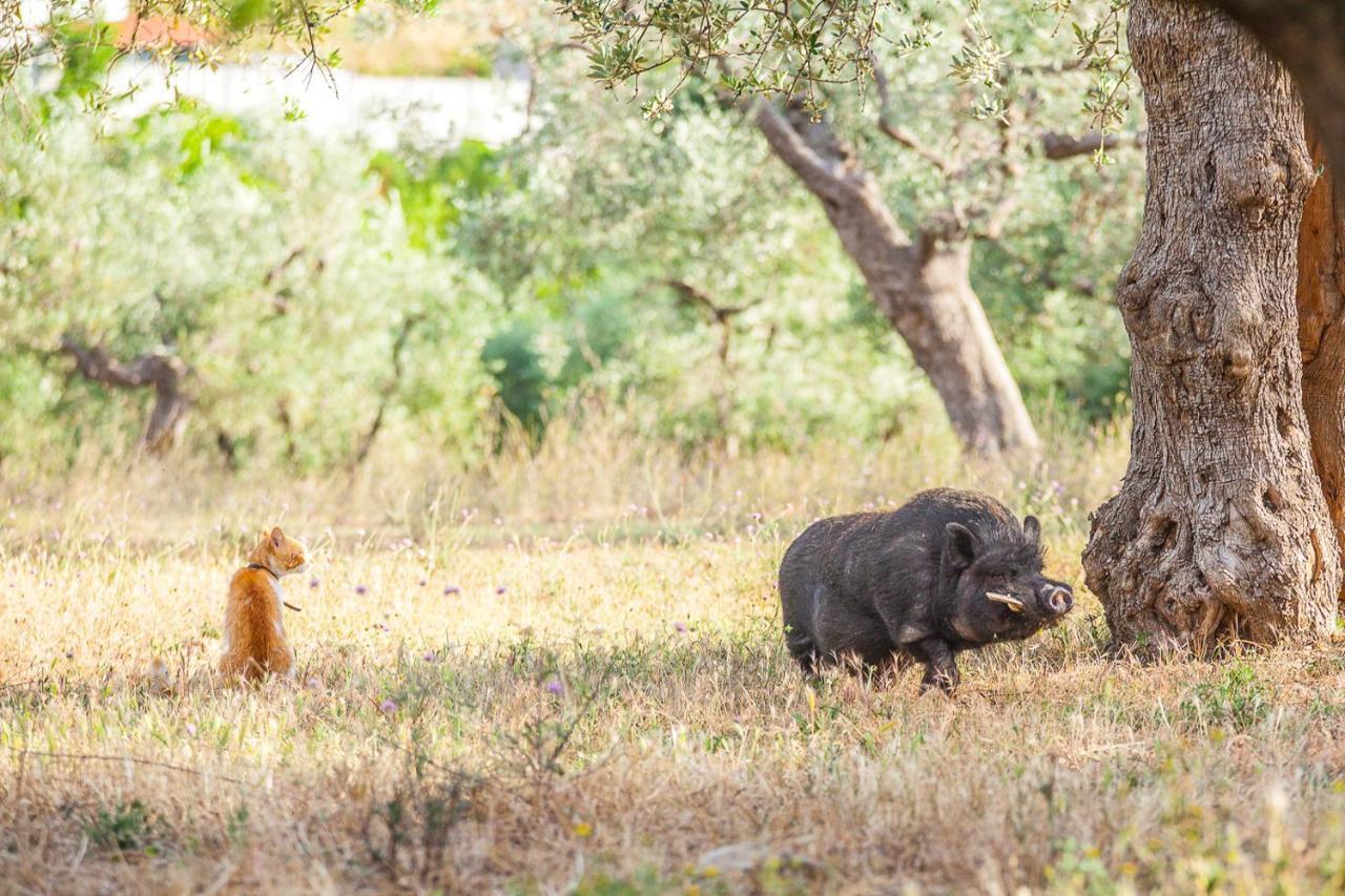 Il Gallo Con Gli Stivali 泰尔莫利 外观 照片
